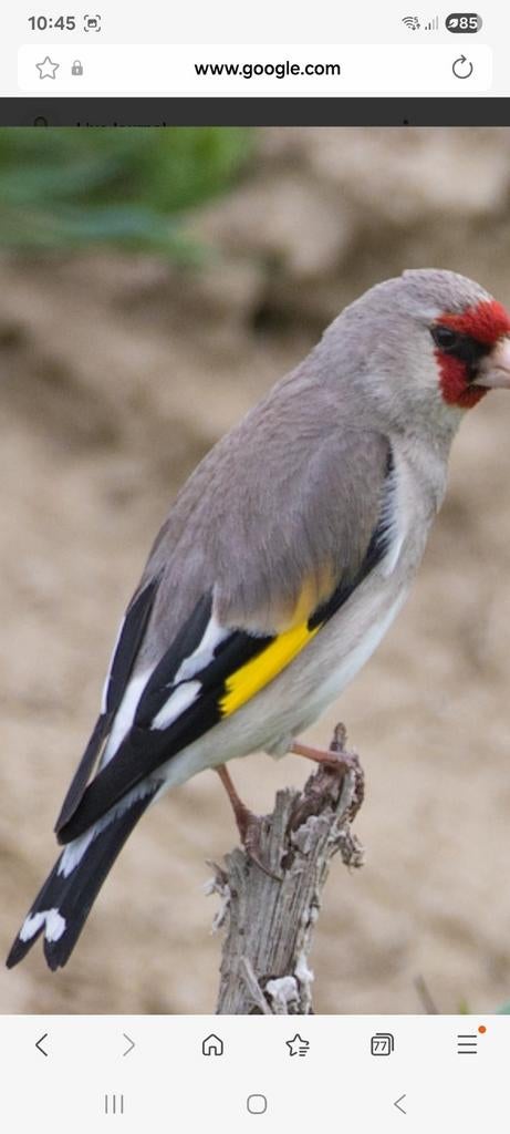 GEZOCHT koppel Grijskopputters, Dieren en Toebehoren, Vogels | Kanaries
