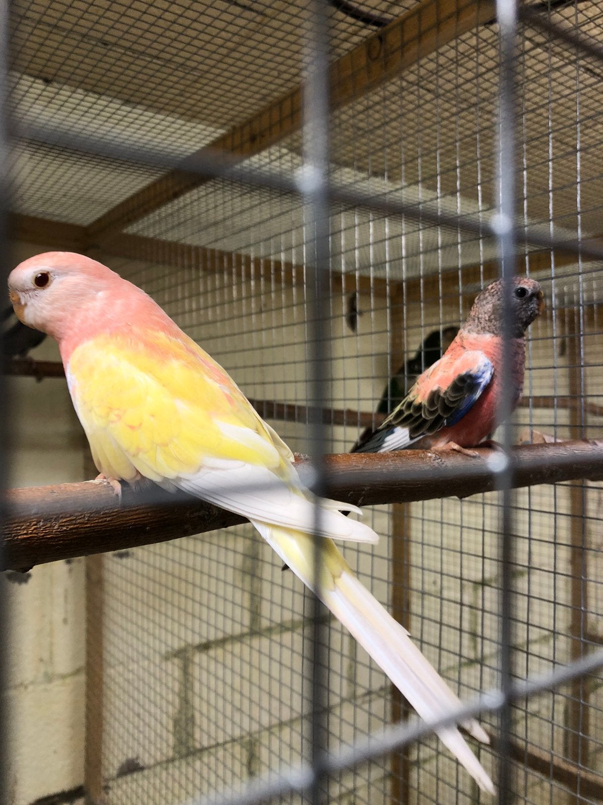 Couple Reproducteur Perruche de Bourke, Animaux & Accessoires, Oiseaux | Perruches & Perroquets, Plusieurs animaux, Perruche