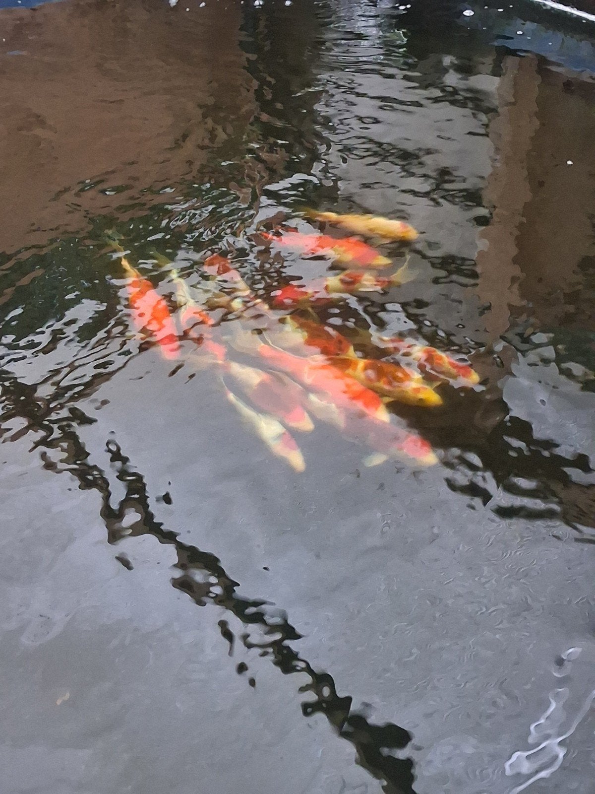 japanse koi 13 stuks import februari 2026, Dieren en Toebehoren