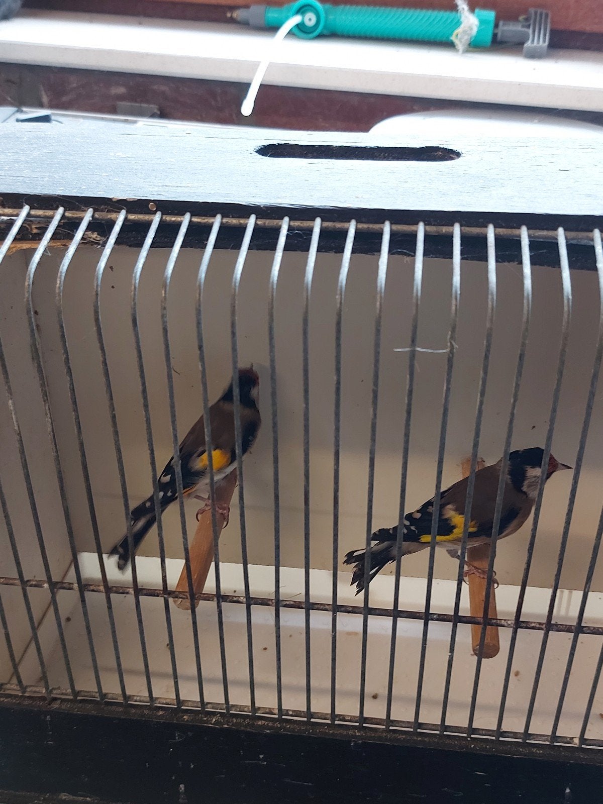 putters, Dieren en Toebehoren