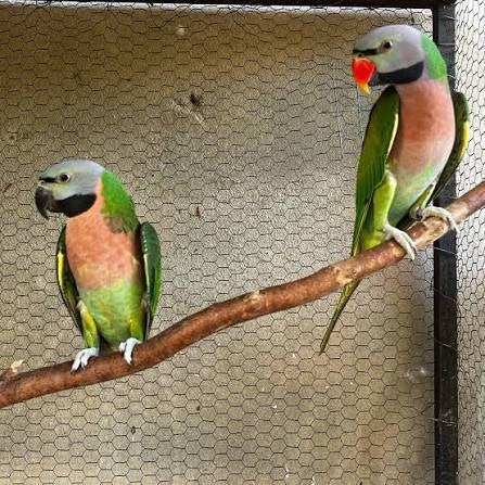 Couple de mustaches, Animaux & Accessoires, Oiseaux | Perruches & Perroquets