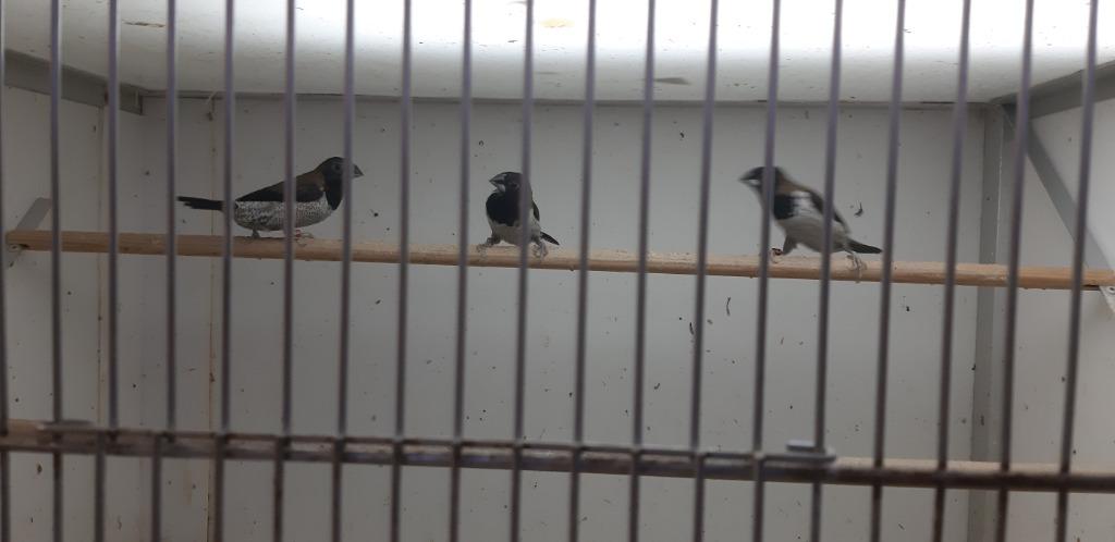 Molukse bronzemannen (molucca), Meerdere dieren, Tropenvogel, Geringd