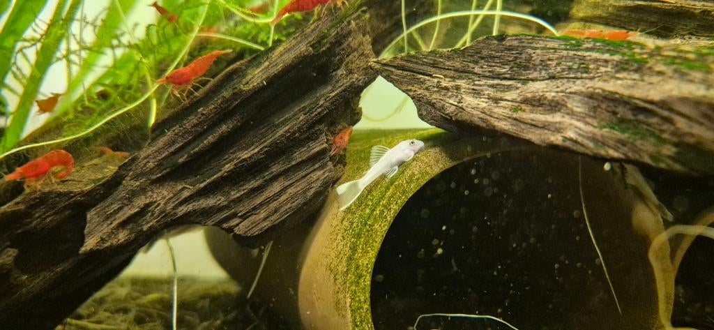 Snow White Ancistrus, Dieren en Toebehoren, Vissen | Aquariumvissen, Vis, Zoetwatervis