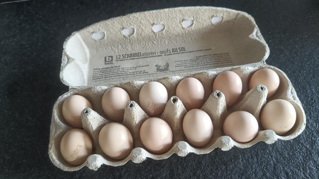 Broedeieren choco zijdehoen kriel, Dieren en Toebehoren, Pluimvee, Kip, Geslacht onbekend