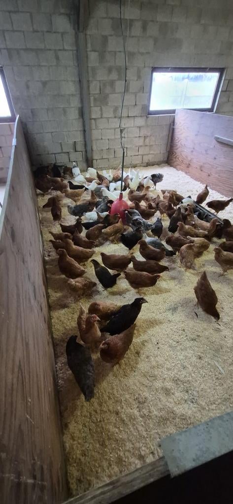 Legkippen en sierkippen te koop., Animaux & Accessoires