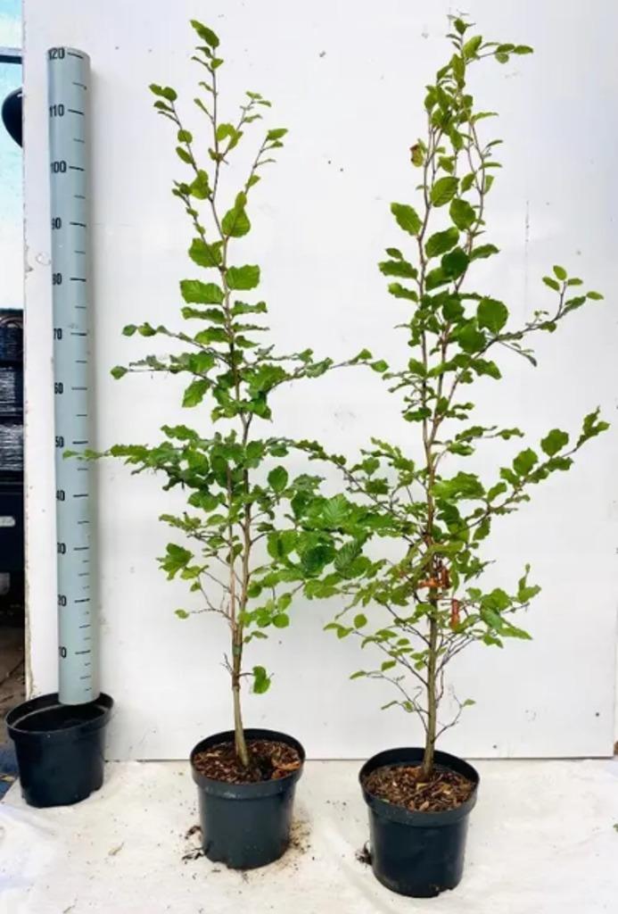 Fagus sylvatica, Hagen en sierheesters, Tuin en Terras, Ophalen