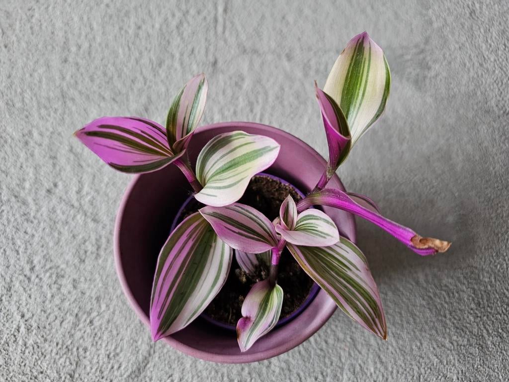 Tradescantia nanouk (sans le cache pot), Enlèvement