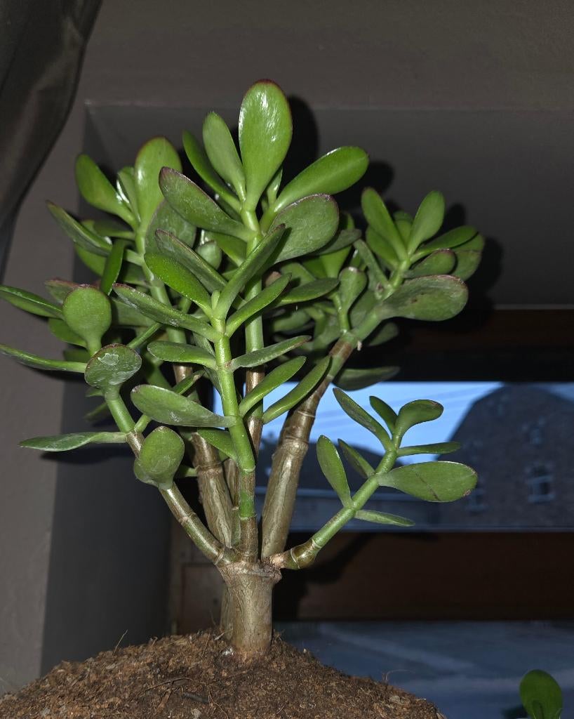 Arbre de Jade, Plante succulente, En pot, Plein soleil, Plante à fleurs