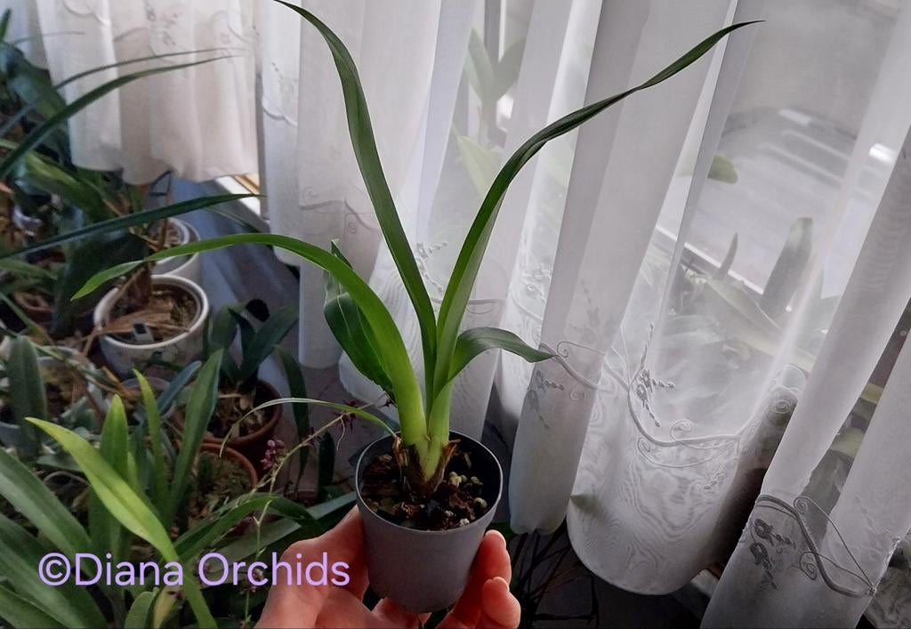 Orchidée Oncidium sotoanum, Maison & Meubles, Plantes d'intérieur, Enlèvement ou Envoi