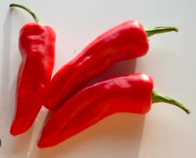 Chili espelette (5 zaden), Jardin & Terrasse, Enlèvement ou Envoi