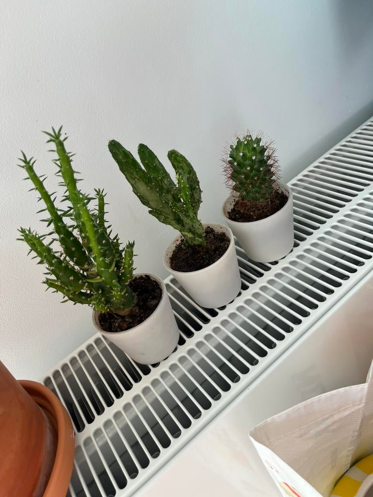 Lot 3 cactus, Ophalen, Cactus