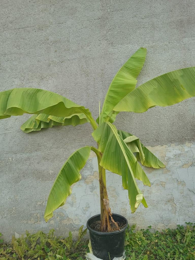 Musa basjoo tuinbanaan, Tuin en Terras, Ophalen