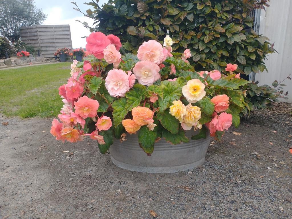 Knolbegonia, Jardin & Terrasse, Bulbes & Semences, Enlèvement