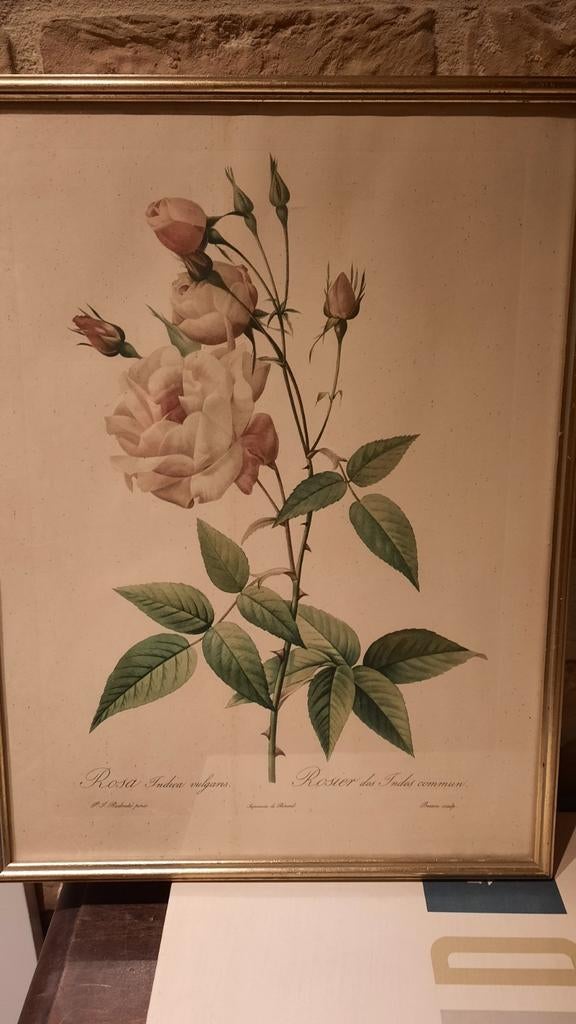 Rosa indica vulgaris, Ophalen of Verzenden