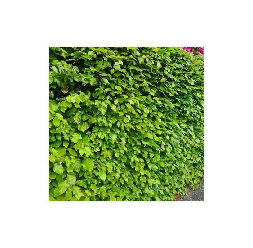 Groene Beukenhaag aan PROMOPprijzen., Tuin en Terras, Planten | Tuinplanten, Ophalen