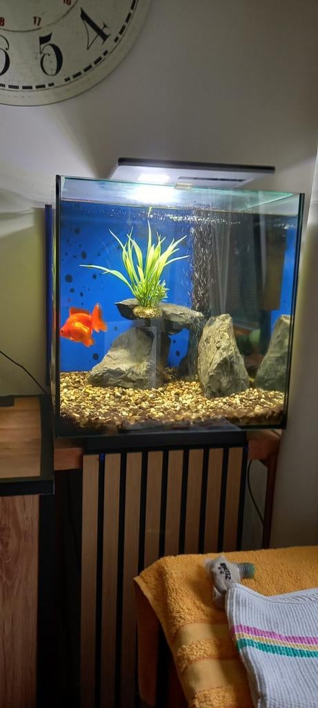 Aguarium Super Fich60, Enlèvement ou Envoi