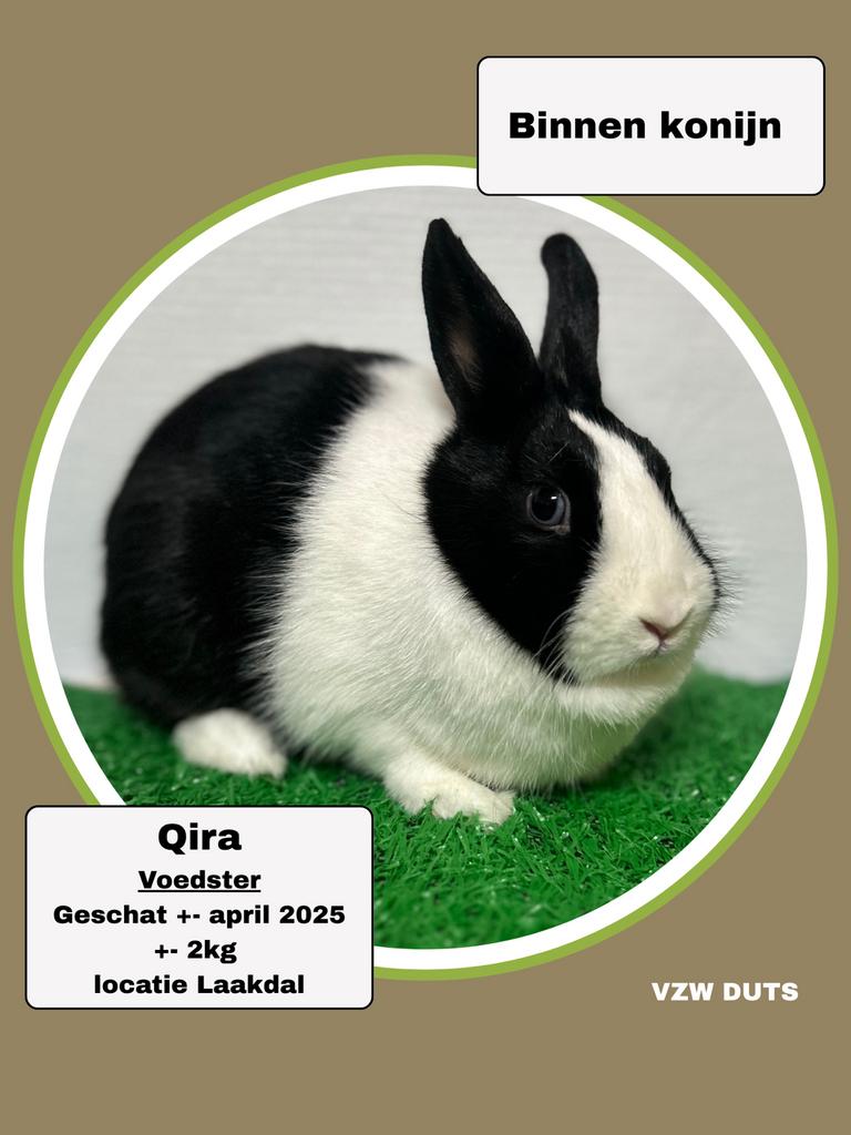 Voedster voor binnen ter adoptie vzw duts, Dieren en Toebehoren