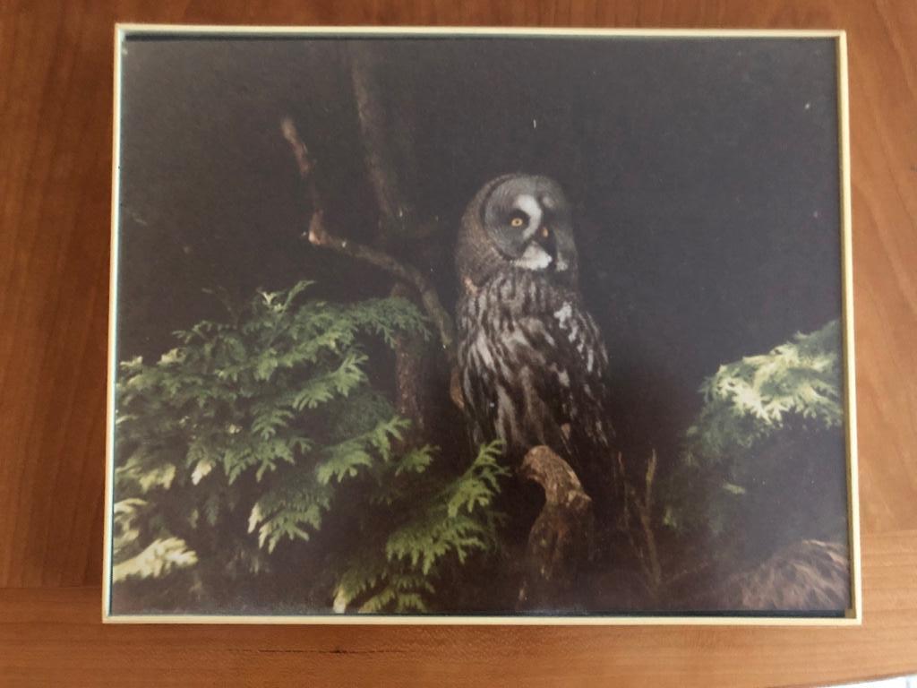 Lijst met foto uil : Laplanduil, Gebruikt, 1980 tot heden, Foto, Ophalen of Verzenden