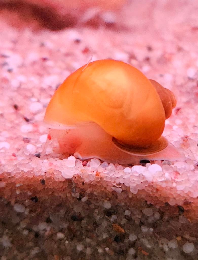 Appelslakken geel en gestreepte, Dieren en Toebehoren