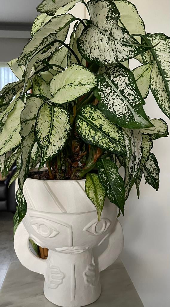 Aglaonema plant met paspoort, Ophalen