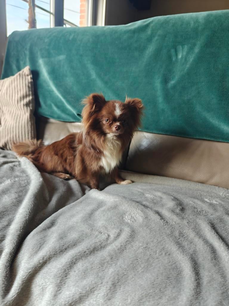 Chihuahua dekreu ( kleintje ) beschikbaar voor dekking, Dieren en Toebehoren, Parvo, België, Fokker | Hobbymatig, Reu