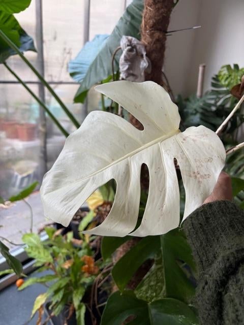 monstera albo, Huis en Inrichting, Kamerplanten, Groene kamerplant, Ophalen, In pot, Volledige schaduw