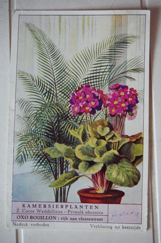 Liebig OXO bouillon kamersierplanten 1 prentje :  2 . Cocos, Verzamelen, Ophalen of Verzenden, Gebruikt, Natuur, Prent