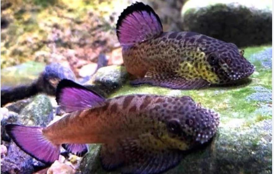 Purple HillstreamLoach - P. Laticeps, Poisson, Poisson d'eau douce, Banc de poissons
