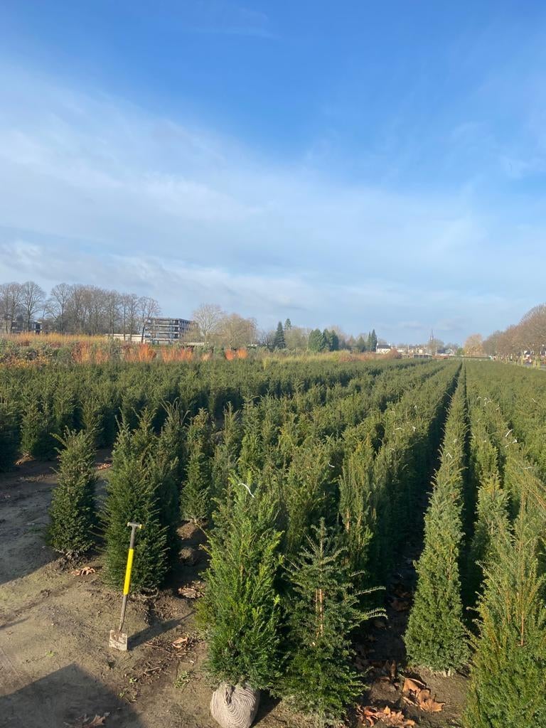 Professioneel gekweekte Taxus baccata 80-100 Oisterwijk, Tuin en Terras, Planten | Bomen, Ophalen of Verzenden