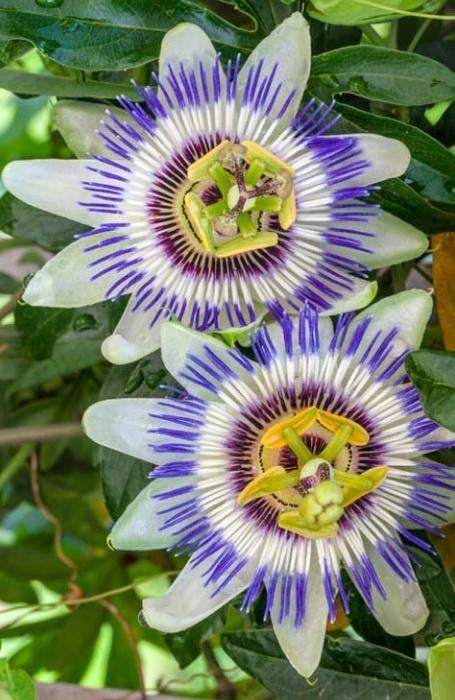 Zaden van Passiflora caer. oogst 2025, Ophalen of Verzenden, Gehele jaar, Zaad