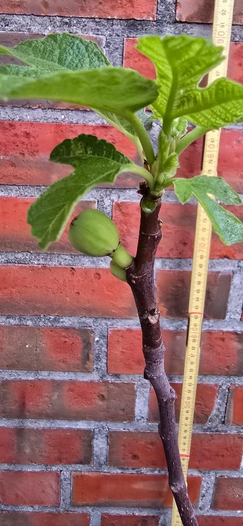Vijgenboom  Ficus Carica  vijgen boom cast	   1v9, Ophalen, Minder dan 100 cm, Volle zon, In pot
