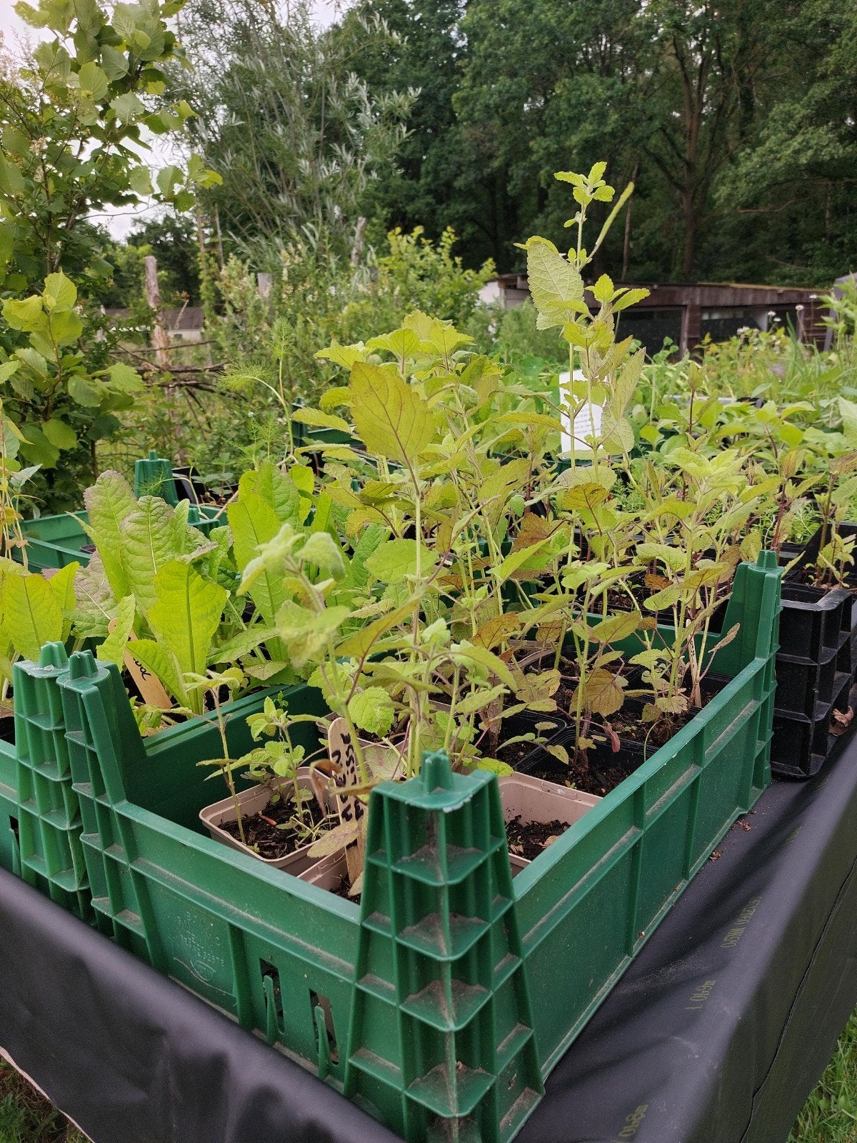 Allerlei planten p9 - 5 stuks, Ophalen