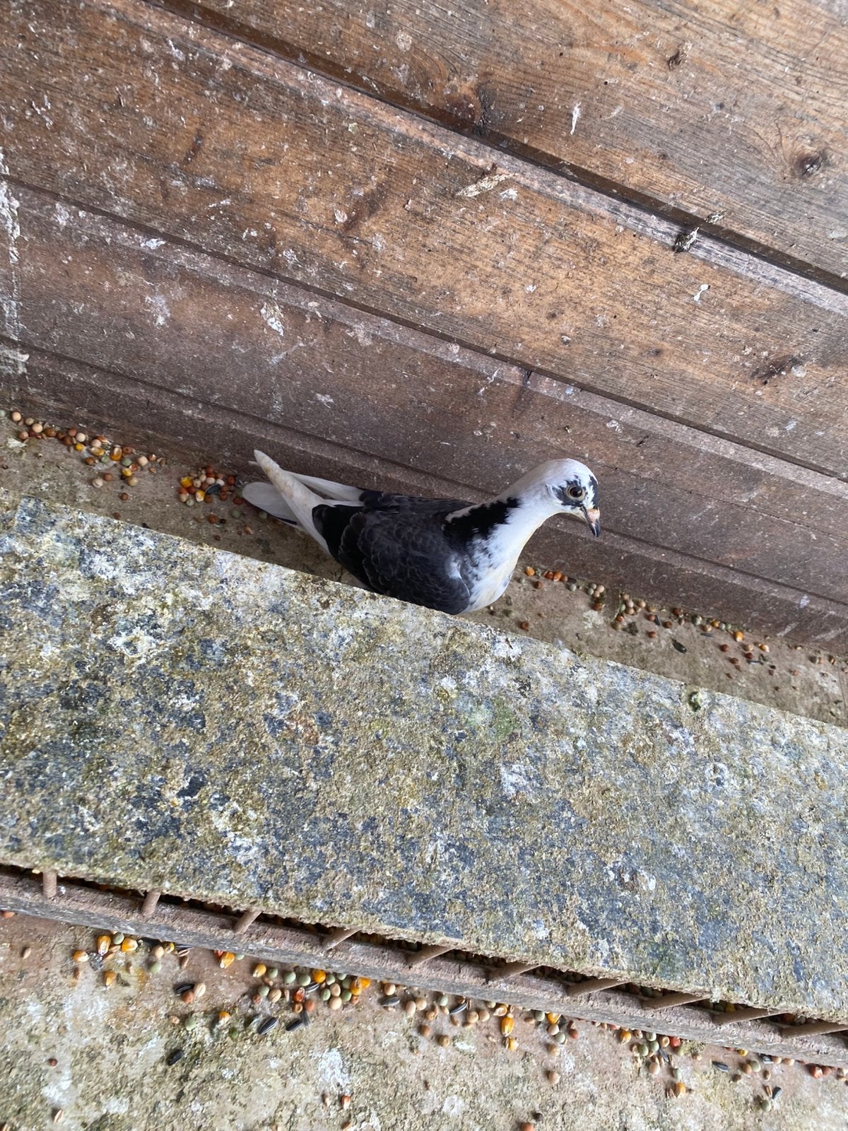 Zomer jongen, Dieren en Toebehoren, Meerdere dieren, Postduif