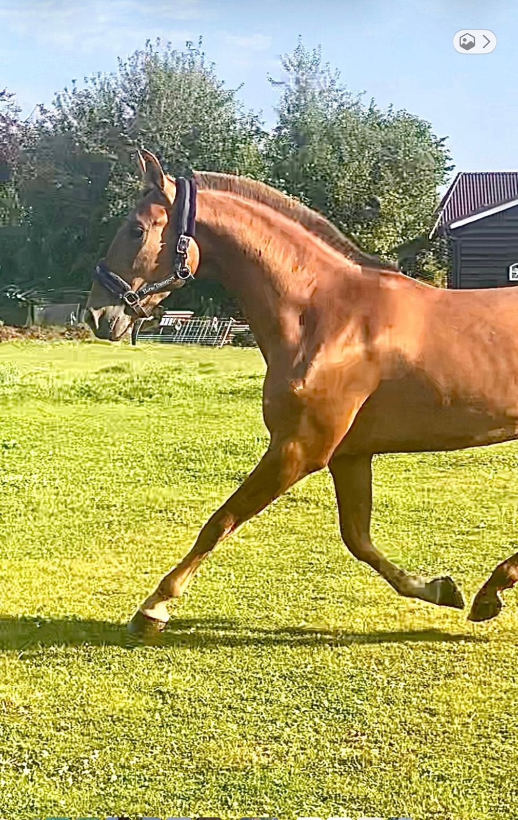 Prijsverlaging!! PRE merrie met super papier!!, Dieren en Toebehoren, Merrie, Met stamboom, Dressuurpaard, 3 tot 6 jaar
