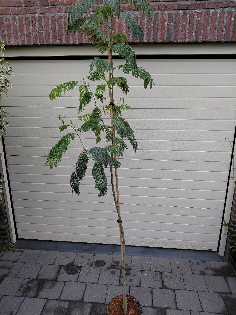 Albizia Julibressin, Tuin en Terras, Planten | Bomen, Ophalen