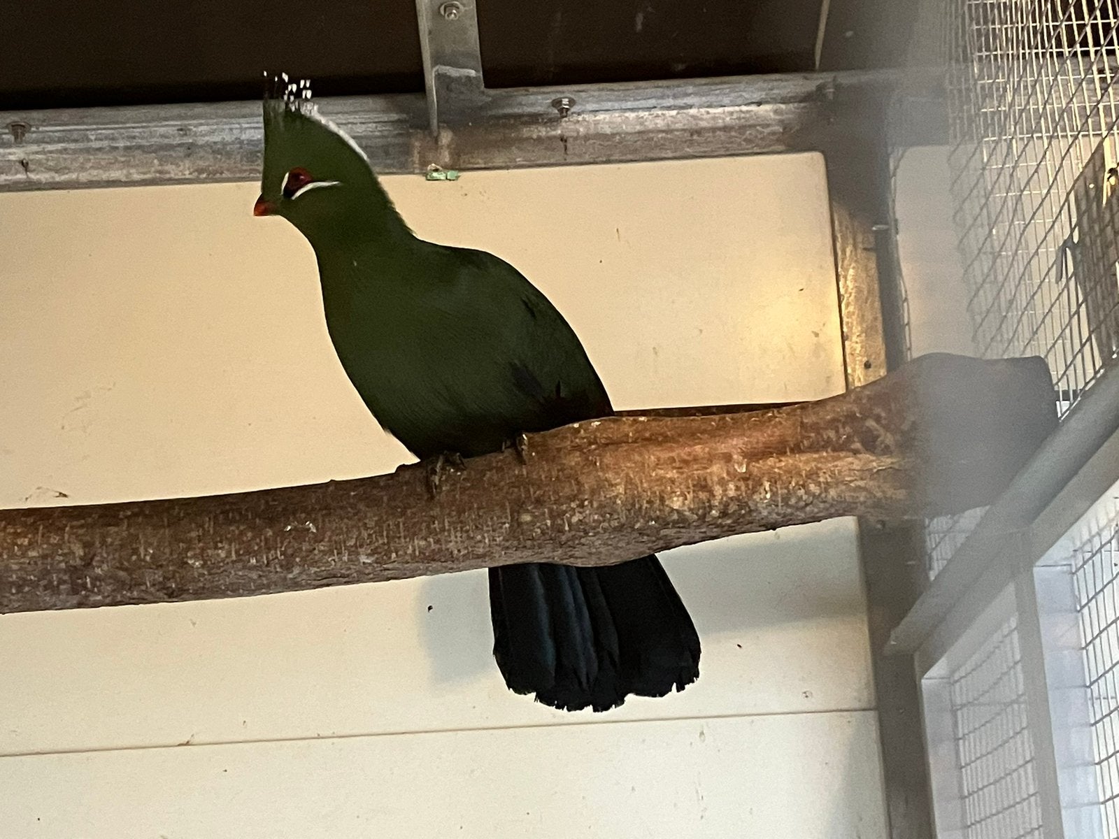 Livingstone Turako, Plusieurs animaux, Oiseau tropical, Domestique