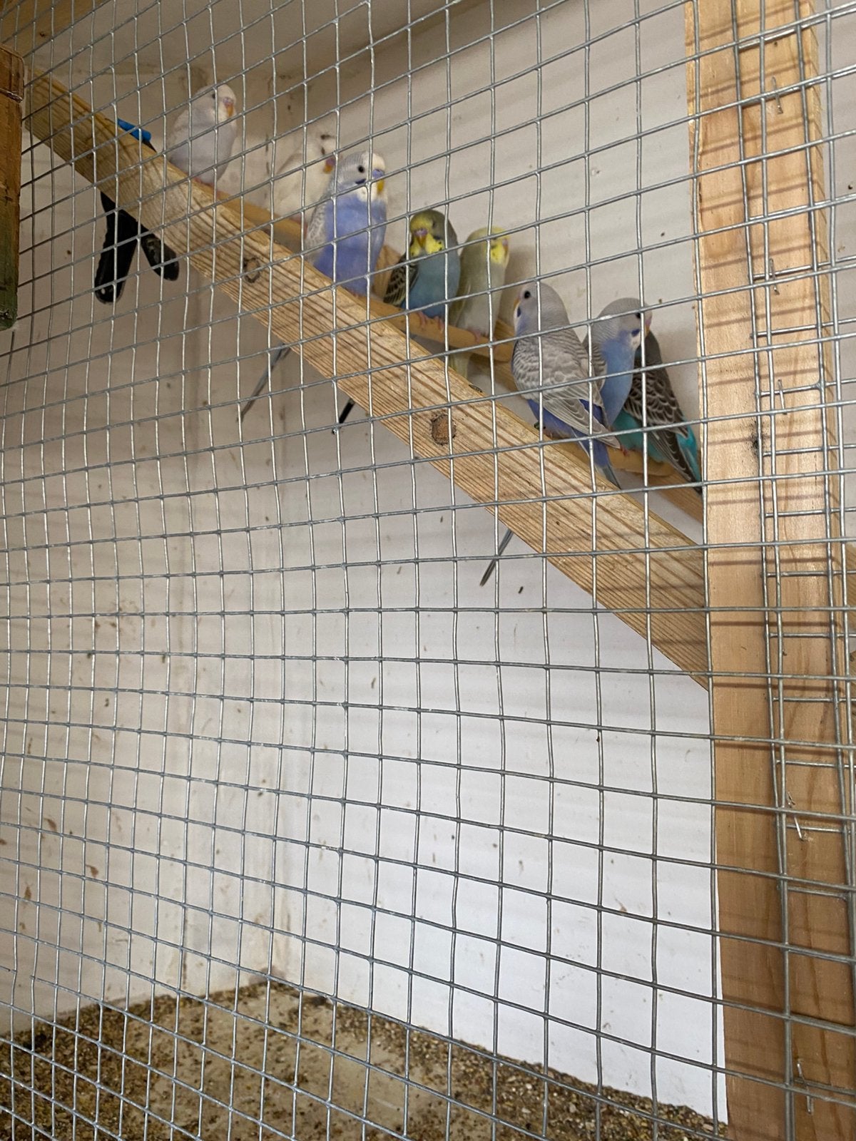 Jonge parkieten, Dieren en Toebehoren, Geringd