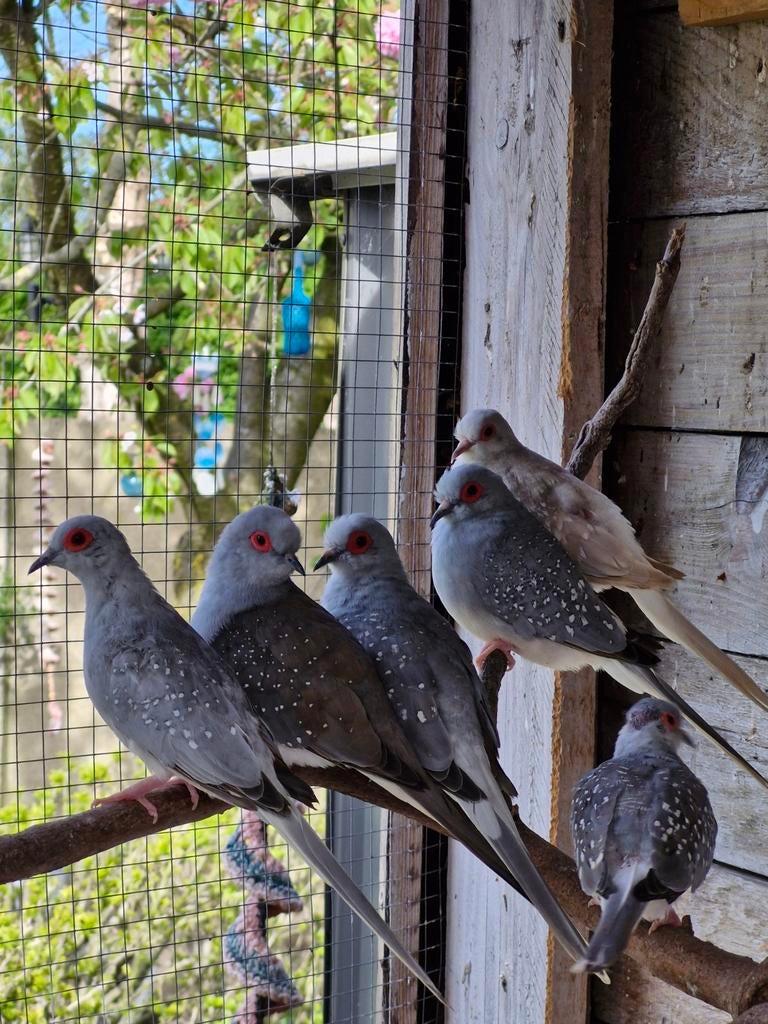 Diamand duifjes, Dieren en Toebehoren