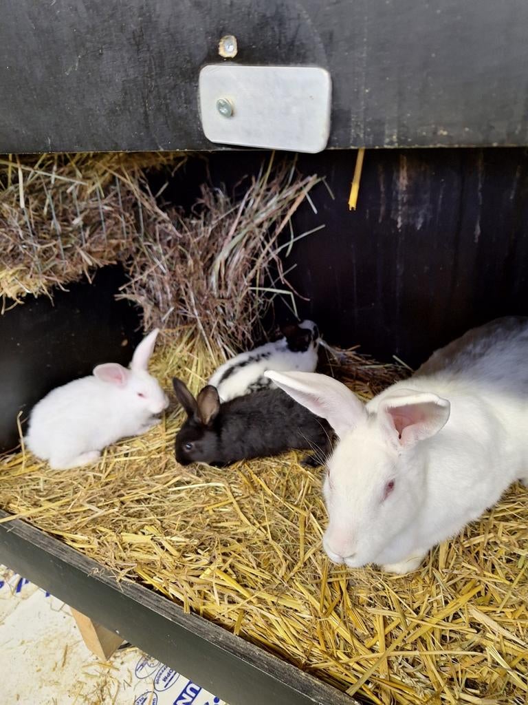 Jonge konijnen, Dieren en Toebehoren
