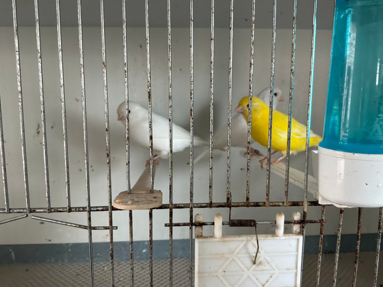 Kanaries, Dieren en Toebehoren, Meerdere dieren, Kleurkanarie