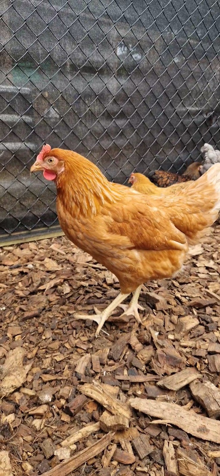 Legkippen beschikbaar, Dieren en Toebehoren, Pluimvee