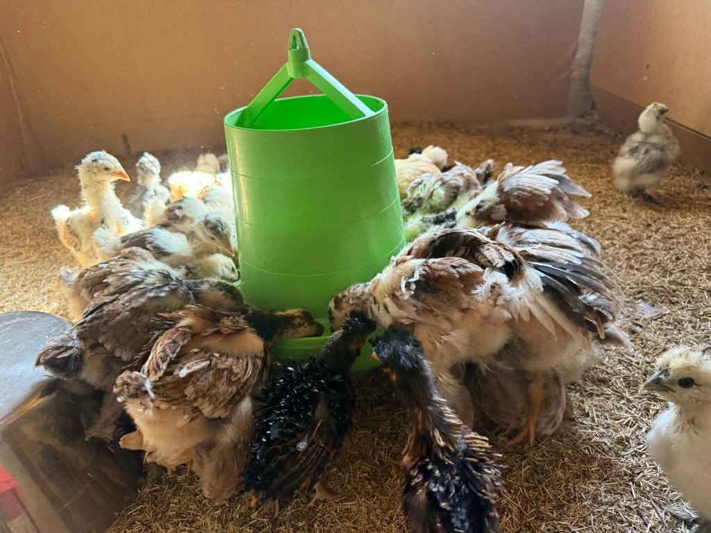Brahma porselein geen warmte meer nodig, Dieren en Toebehoren
