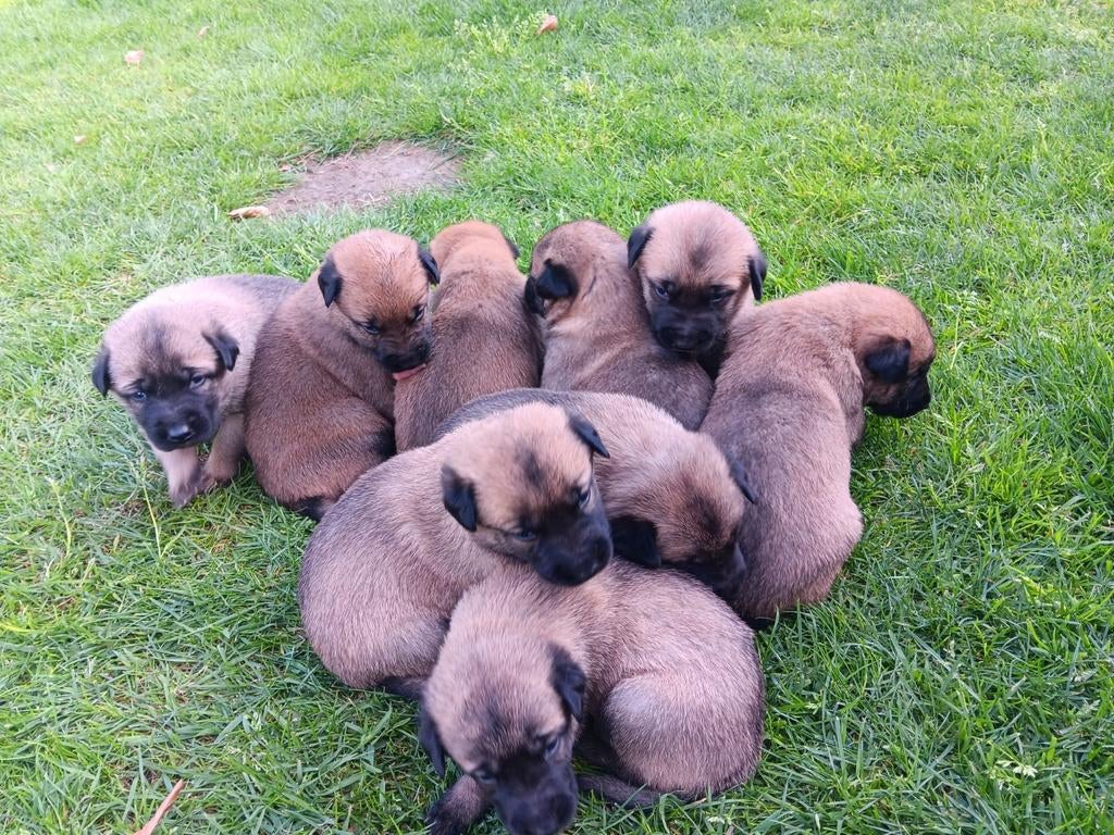 Chiots FCI de la gamme Malines, Animaux & Accessoires, Chiens | Bergers & Bouviers, Plusieurs animaux, Berger, Éleveur | Loisir