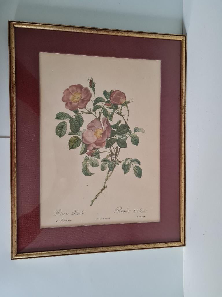 Prachtige kader: litho Rosa Lumila, Antiek en Kunst, Ophalen of Verzenden