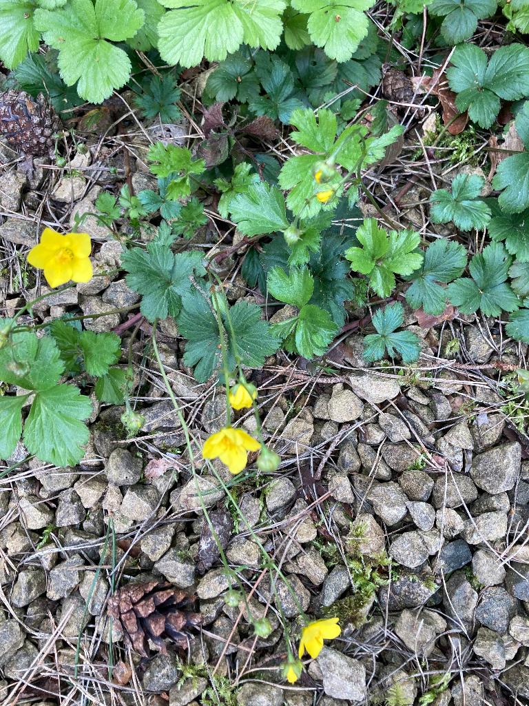 waldsteiener, Ophalen