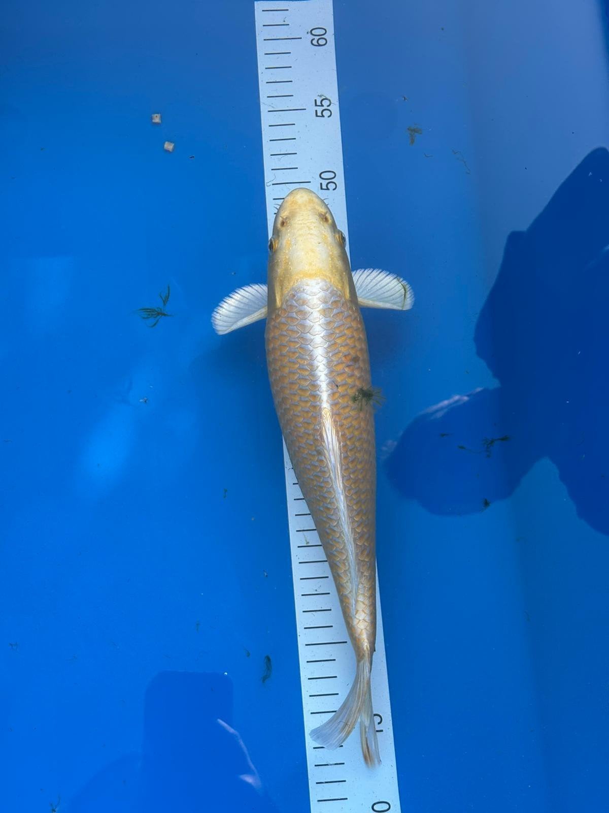 Yamabuki van marudo, Dieren en Toebehoren