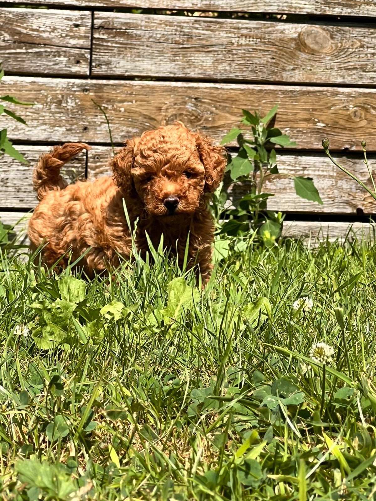 Toy Poedel pups – stamboom – Full Tested, Caniche, 8 à 15 semaines, Plusieurs, Éleveur | Loisir