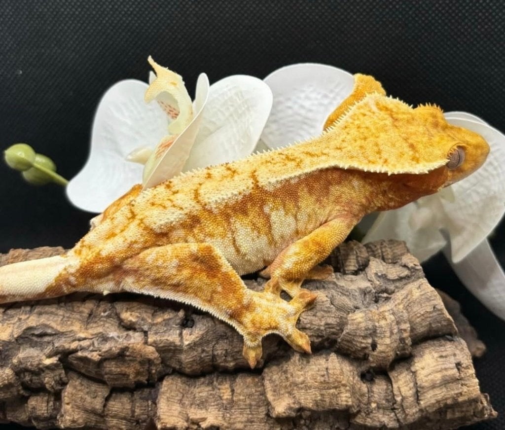 RTB Red Tricolor High White wimpergekko vrouw, Animaux & Accessoires, Reptiles & Amphibiens, Lézard, Domestique, 3 à 6 ans