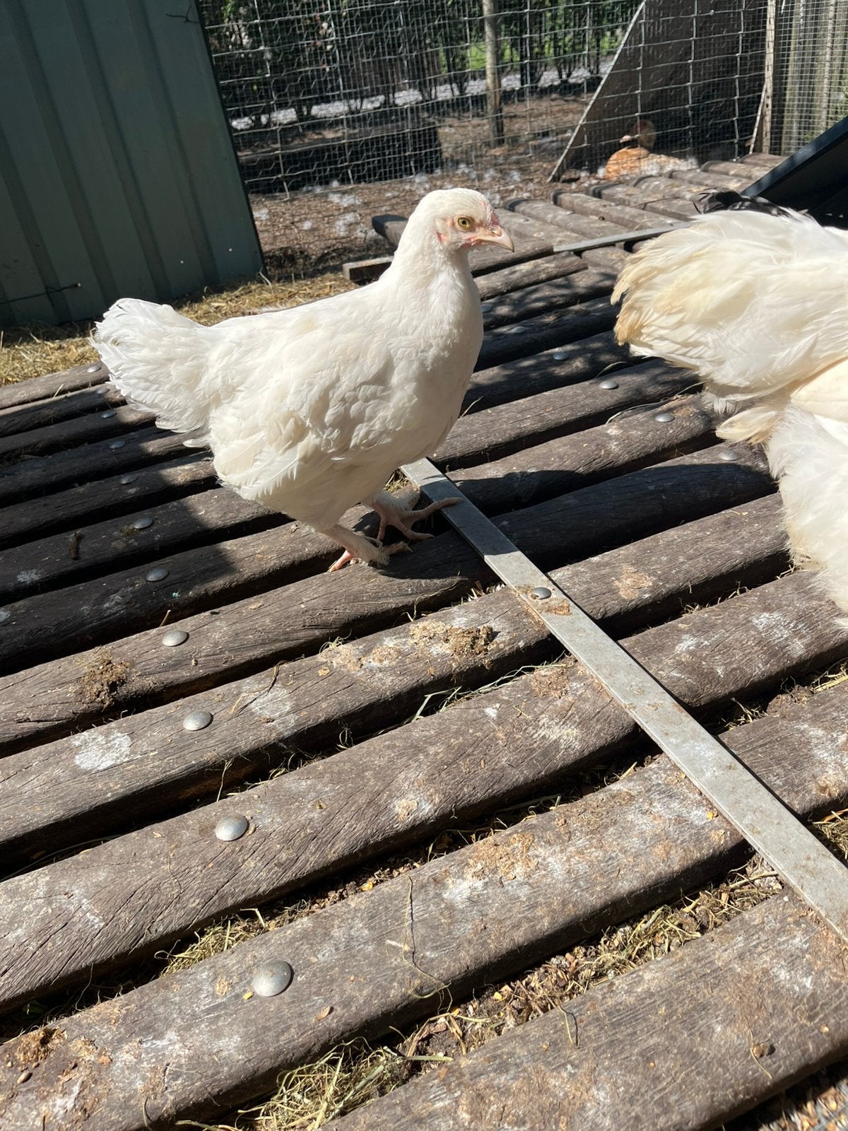 Jonge witte mechelse koekoeks !, Dieren en Toebehoren, Pluimvee