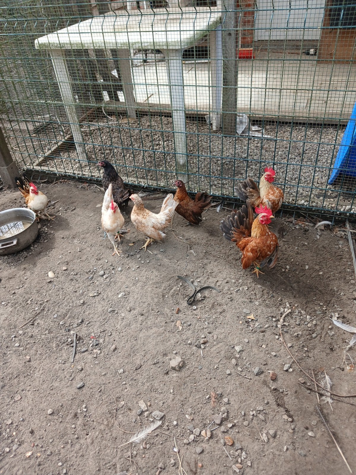 serama kipjes hennetjes en haantjes sierkippen, Dieren en Toebehoren, Pluimvee